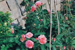 月季緋扇和粉扇有什么區別